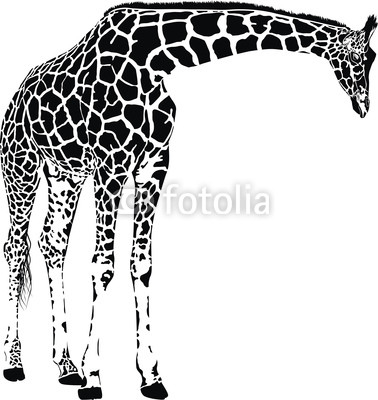 giraffe vector