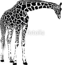 Obrazy i plakaty giraffe vector