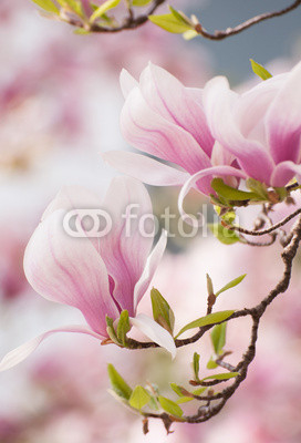Magnolia flower in springtime