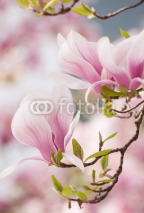 Naklejki Magnolia flower in springtime