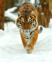 Naklejki Portrait of a Siberian tiger