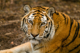 Fototapety Tiger