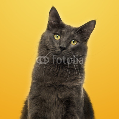 Close-up of a Maine Coon facing on a yellow background