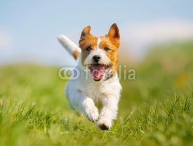 Fototapety Jack Russell Terrier dog