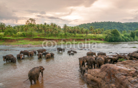 Naklejki Swimmong Elephants