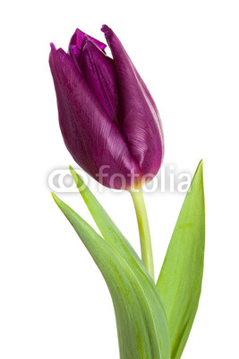 tulip flower close-up