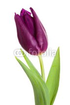 Naklejki tulip flower close-up