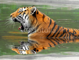 Naklejki Siberian Tiger in water