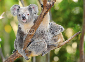 Naklejki Australian Koala Bear with her baby, Sydney, Australia grey bear