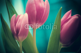 Fototapety tulips