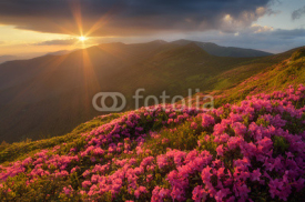 Naklejki Rhododendron flowers in the mountains