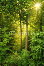 Fototapety Goldene Sonne leuchtet durch Bäume
