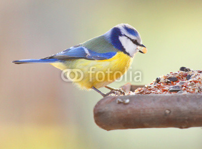 The Blue Tit (Cyanistes caeruleus) on a bird table.