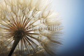 Fototapety big dandelion on a blue background
