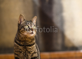 Fototapety Beautiful cat