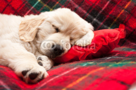 Fototapety Sleeping puppy on plaid