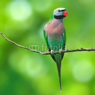 Red-breasted Parakeet