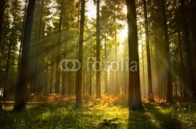 Naklejki Beautiful Forest