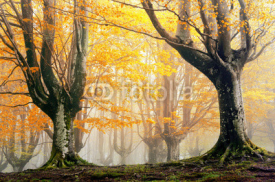 magic forest in autumn