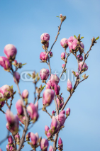 Naklejki Flowering magnolia tree
