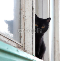 Naklejki Black cat