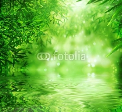 Zen Bamboo Forest,sun and water.