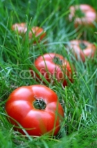 Naklejki Tomatoes on grass