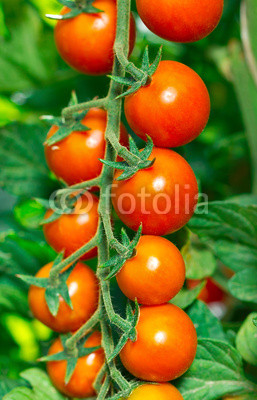 Fresh and organic cherry tomatoes in the garden