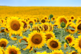 Naklejki Beautiful sunflower field