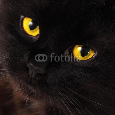 Black cat looking to you with bright yellow eyes