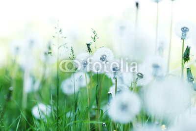 White dandelions