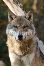 Naklejki Grey Wolf - Canis Lupus