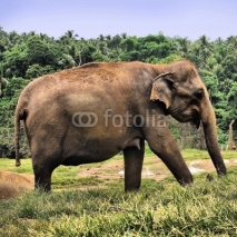Naklejki elephant in the jungle
