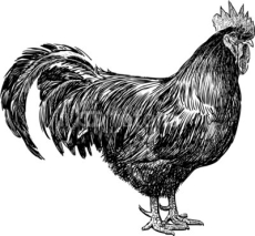 Fototapety pedigreed cock