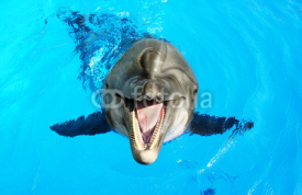 Naklejki Glad beautiful dolphin smiling in a blue swimming pool water on