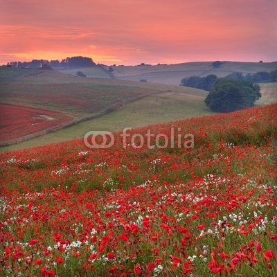 Dorset poppy field sunset, UK