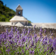 Fototapety Abbaye de Sénanque with lavender field, Provence, France