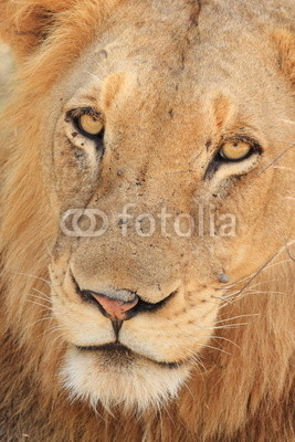 leone del sudafrica