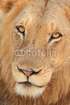 Fototapety leone del sudafrica