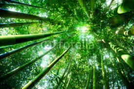 Naklejki bamboo forest - zen concept