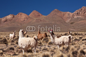 Obrazy i plakaty lama, alpaca