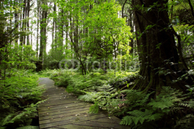 Fototapety Forest