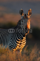Naklejki Cape Mountain Zebra portrait