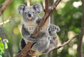 Fototapety Australian Koala Bear with her baby, Sydney, Australia grey bear