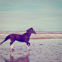 Fototapety Horse