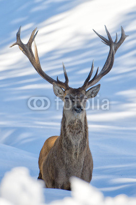 Deer on the snow background