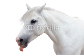Naklejki Arabian stallion on a white background