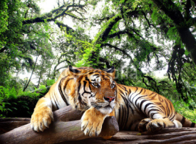 Naklejki Tiger looking something on the rock in tropical evergreen forest