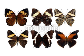 Fototapety Butterfly 
