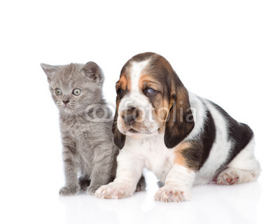 Kitten and basset hound puppy standing together. isolated on whi